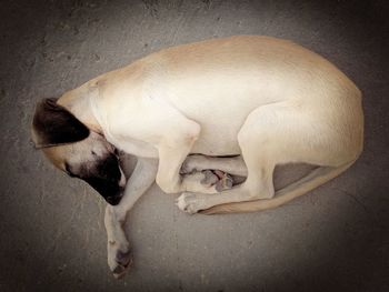 High angle view of dog sleeping on floor