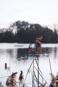 View of birds in lake against sky