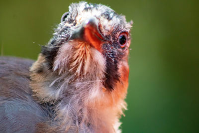 Close-up of monkey looking away