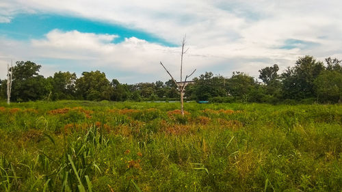 Scenic view of field against sky