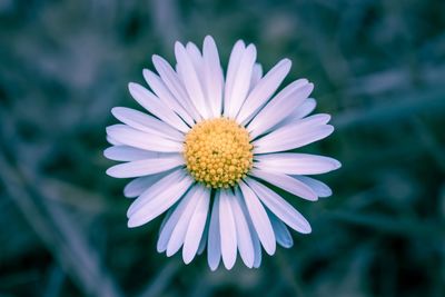 Close-up of purple daisy