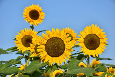 Low angle view of sunflower against sky