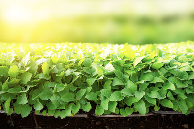 Close-up of fresh green leaves on field