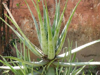 Close-up of plants