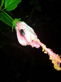 Close-up of insect on flower against black background