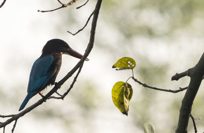 Close-up of bird perching on branch