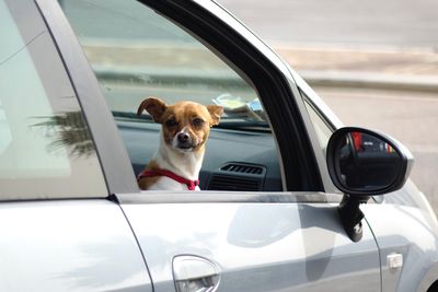 Portrait of a dog in car