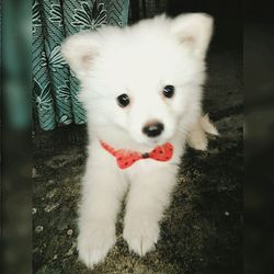 Portrait of white puppy