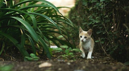 Kitten walking amidst plants at back yard