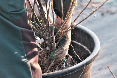 Close-up of person hand holding potted plant