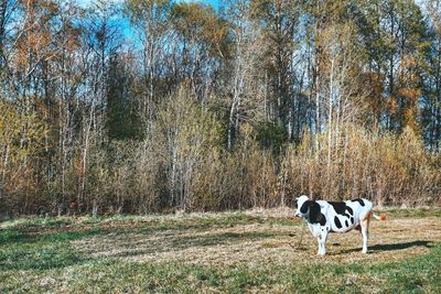 Dog standing in field