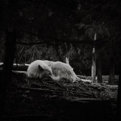 Cat sleeping on tree in forest