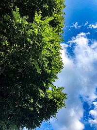 Low angle view of tree against sky