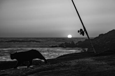 Silhouette of a cat in the sea