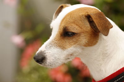 Close-up of a dog looking away