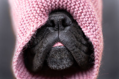 Muzzle of a german boxer breed dog in a knitted scarf close-up front view