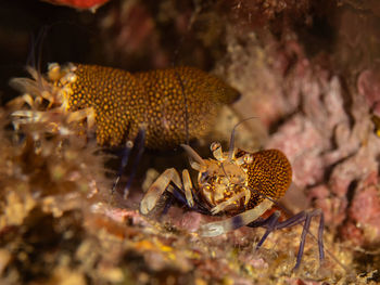 Close-up of fish underwater