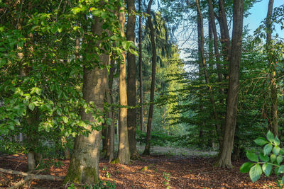 Trees in forest