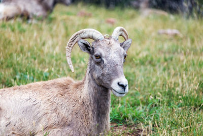 Portrait of bighorn sheep on field