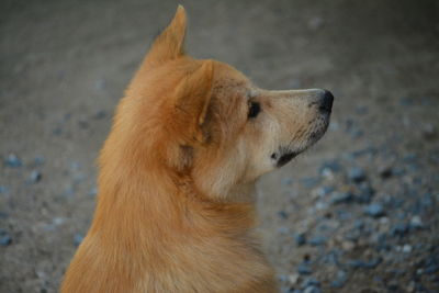 Close-up of a dog looking away