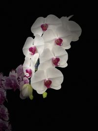 Close-up of white pink flowers against black background