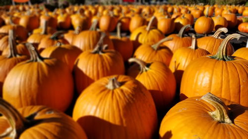 Close-up of pumpkins for sale