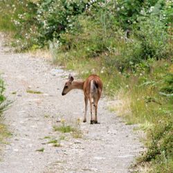 Horse standing in a field