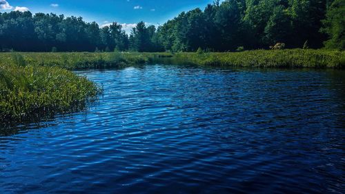 Trees in water