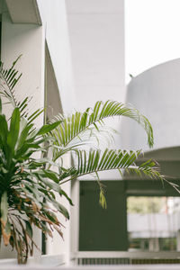 Close-up of potted plant against building