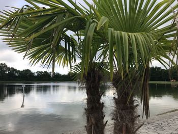 Palm tree by lake against sky
