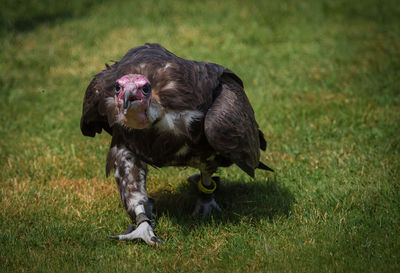 Full length of a dog running on field