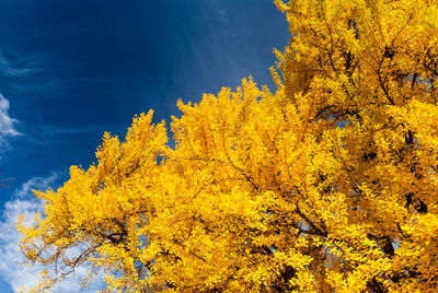 Low angle view of yellow tree against sky