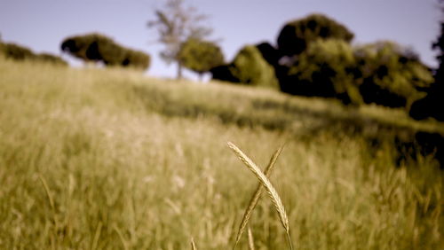 Close-up of grass growing on field