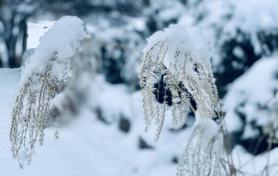 Close-up of frozen plant