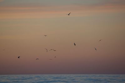 Flock of birds flying over sea at sunset