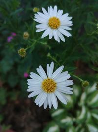 Close-up of white daisy flower