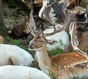 Deer in a field