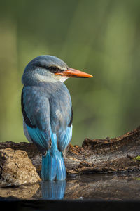 Close-up of bird perching on rock