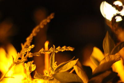 Close-up of yellow flowers at night