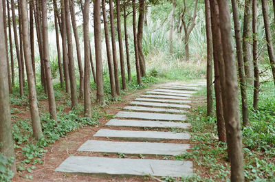 Narrow pathway along trees in the forest