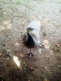 High angle view of bird perching on ground