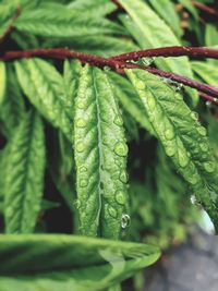 Close-up of water drops on leaf