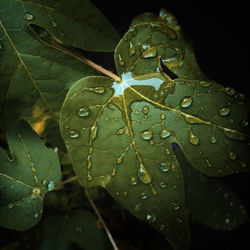 Close-up of raindrops on leaves