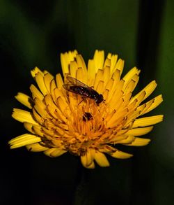 Close-up of bee pollinating on yellow flower