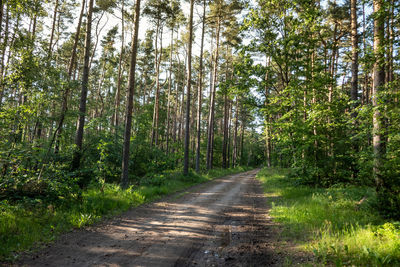 Footpath amidst trees in forest