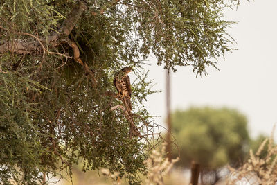 View of insect on tree