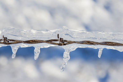 Close-up of frozen barbed wire during winter