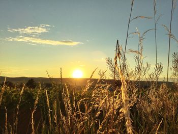 Scenic view of landscape at sunset