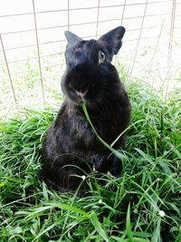 Close-up of black cat on grass