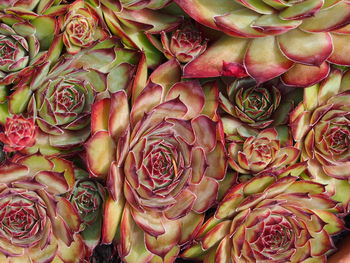 Full frame shot of roses